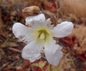 GERANIUM - kakost, kapky svědčí o delším dešti.